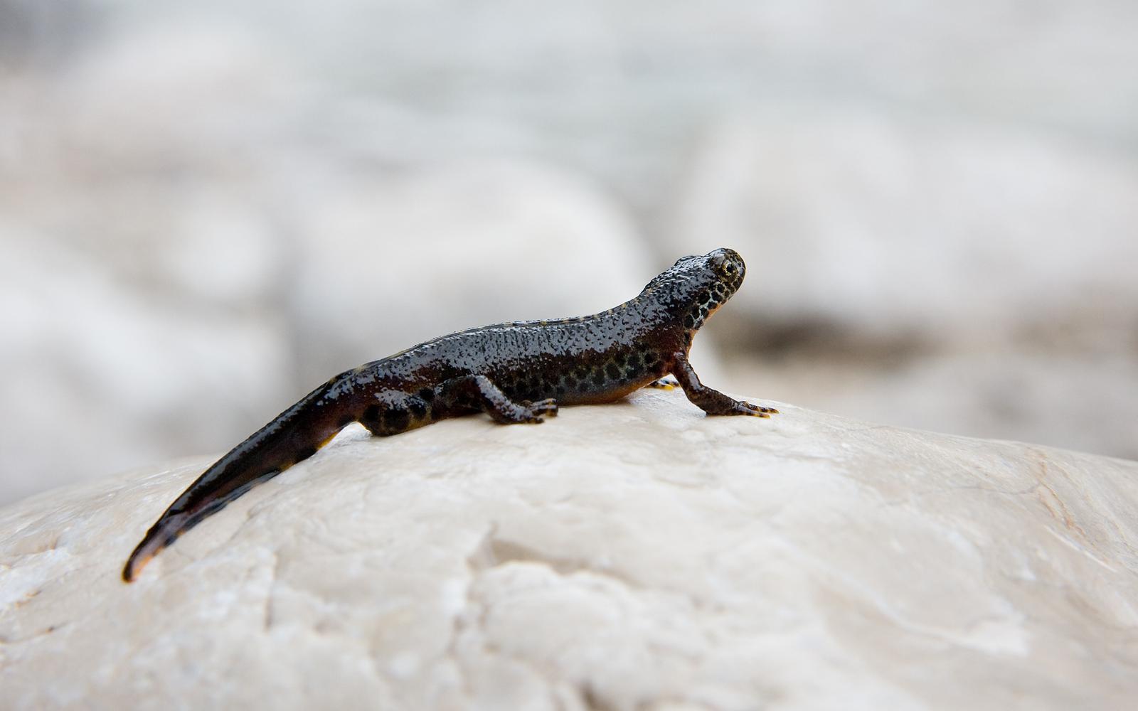 Alpvattensalamander