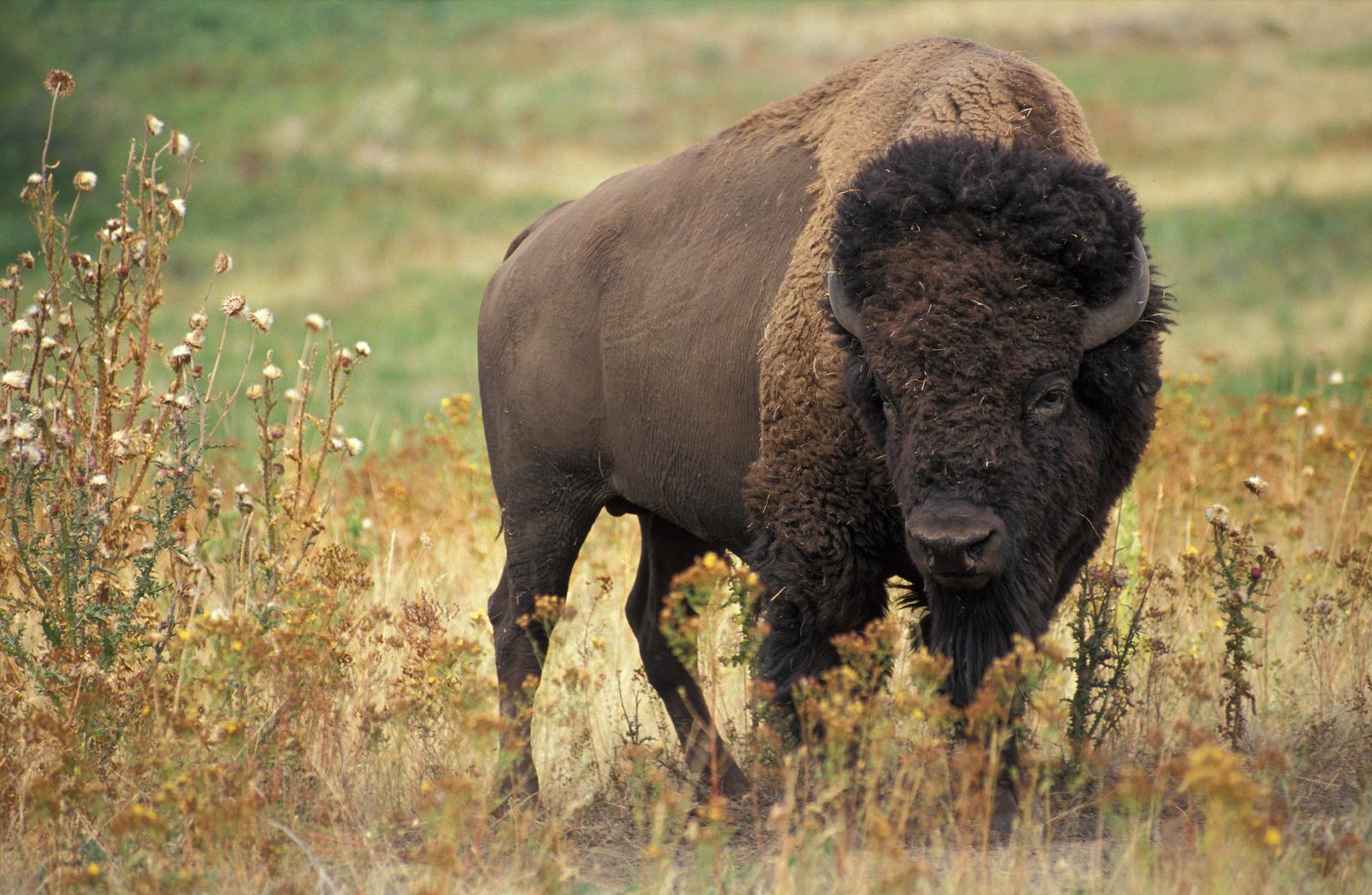 Amerikansk bison