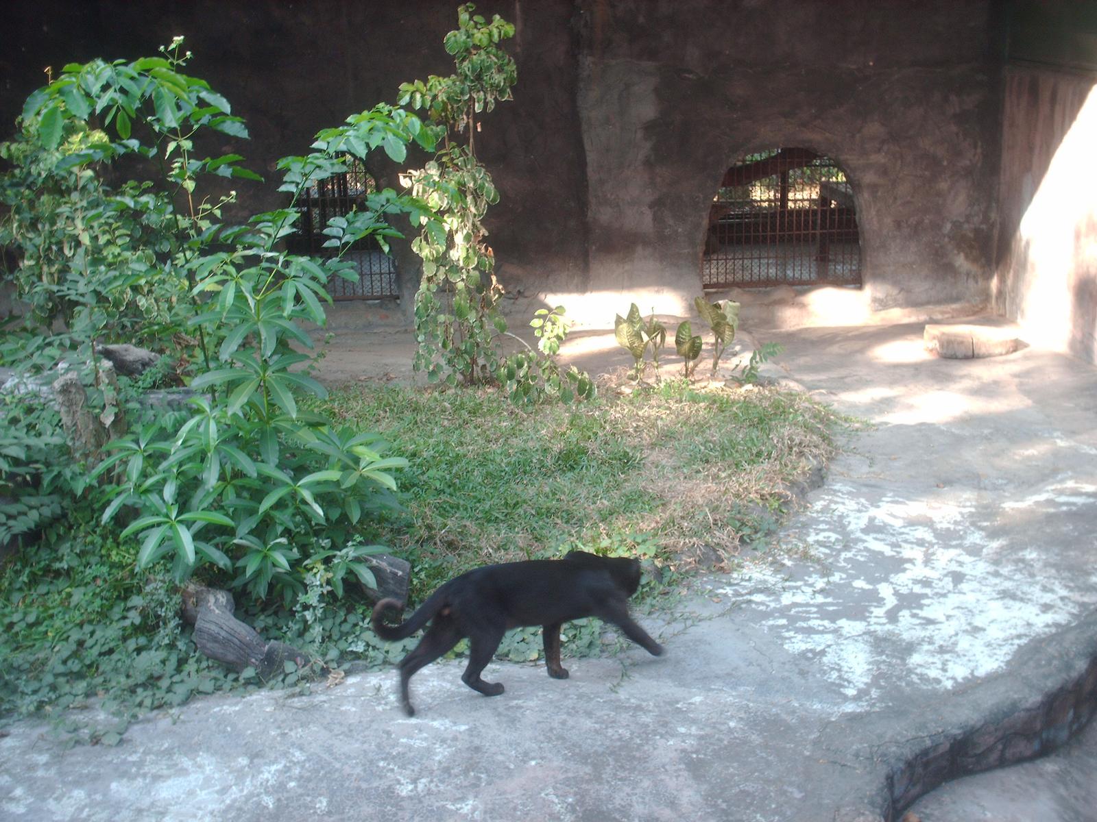 Asiatisk guldkatt