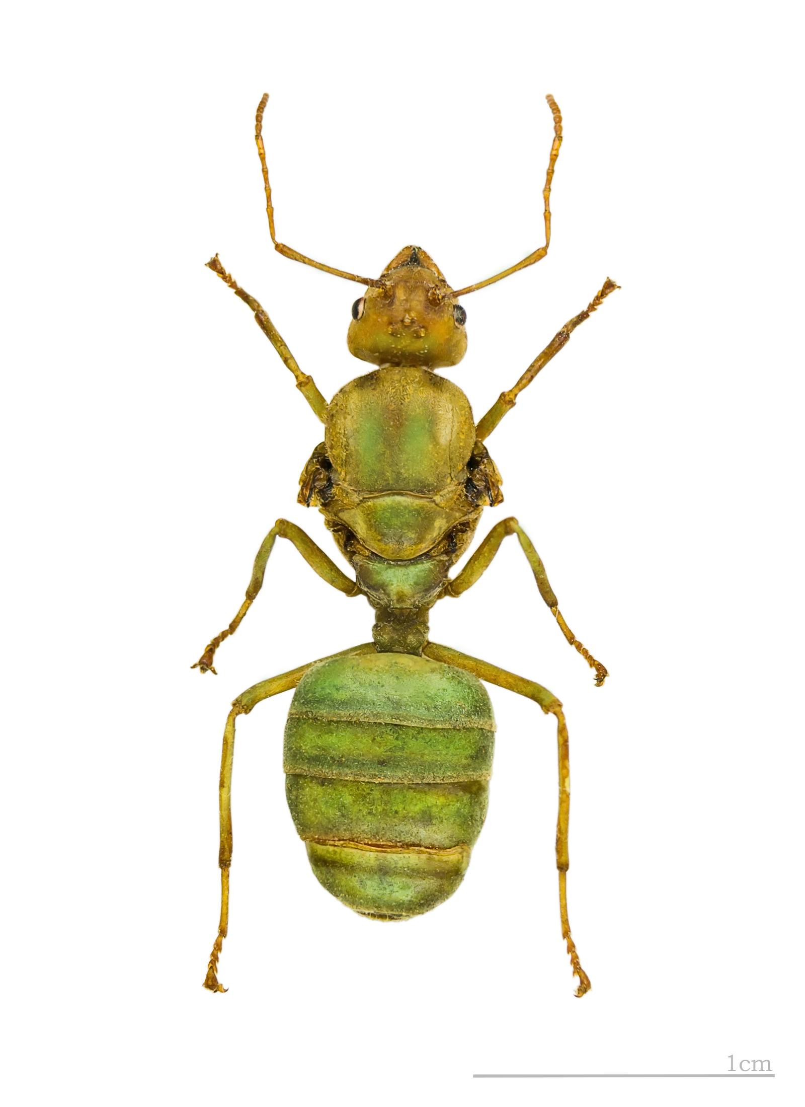 Asiatisk vävarmyra