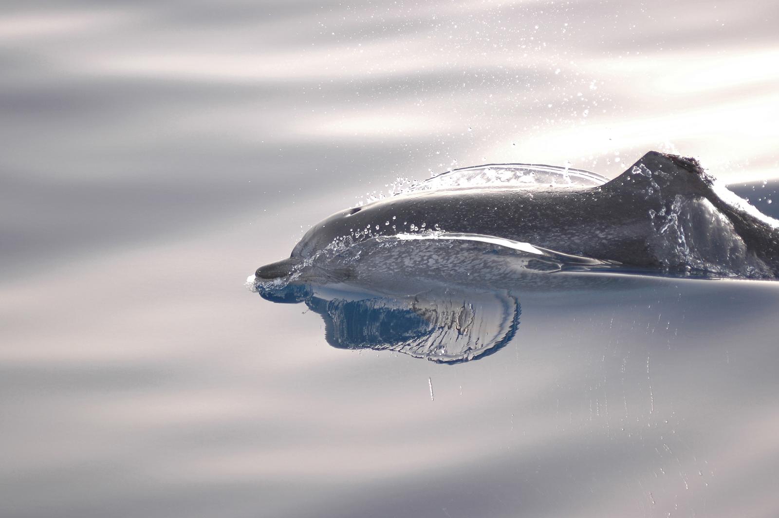 Atlantisk fläckdelfin