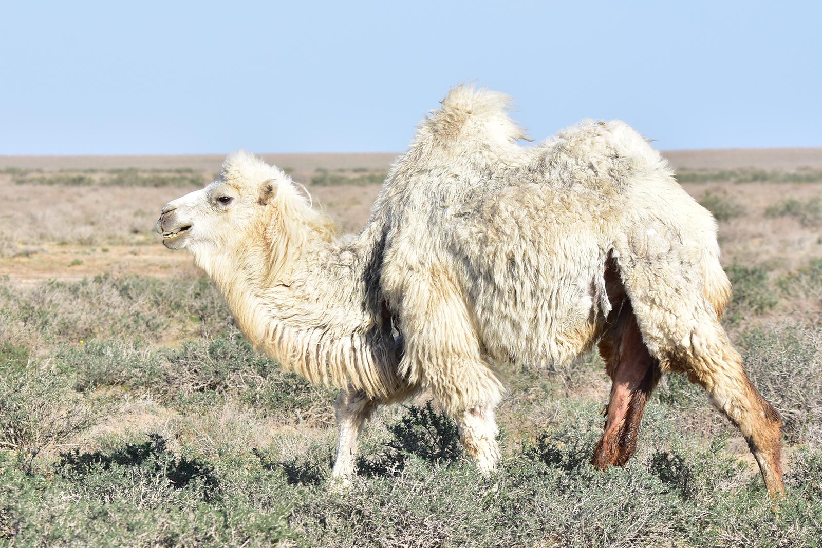 Baktrisk kamel