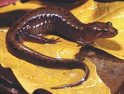 Bergsdusky salamander