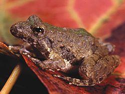 Blanchards syrsagroda