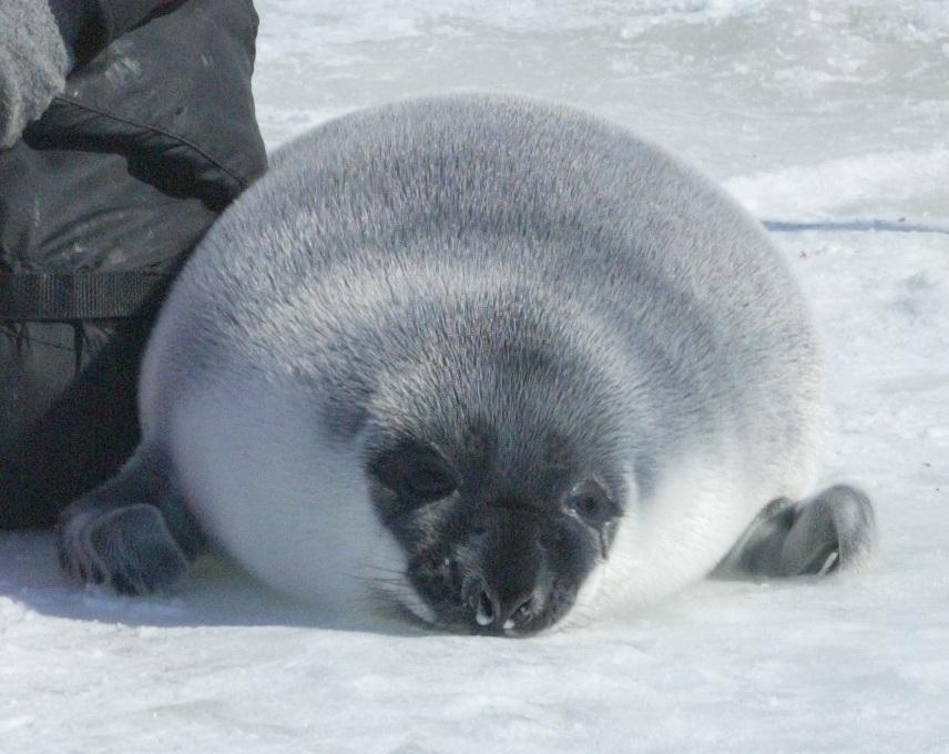 Blåssäl