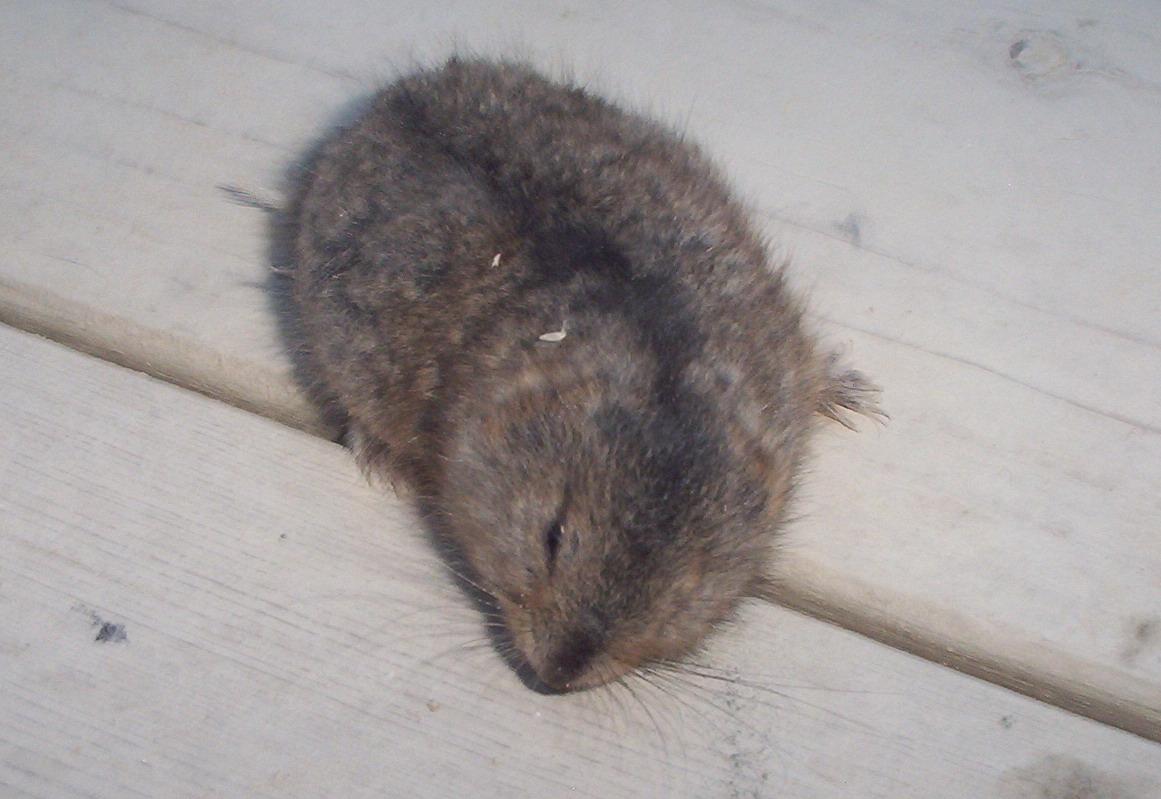 Brun lämmel