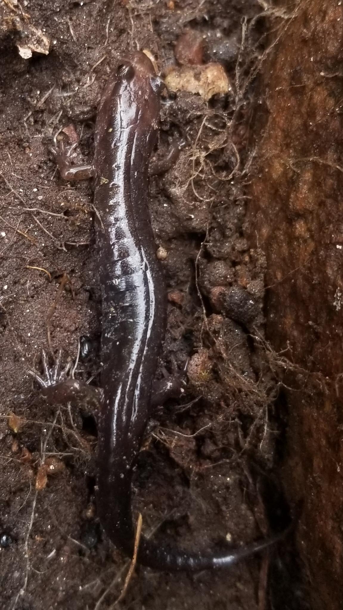 Carolinaskuggssalamander