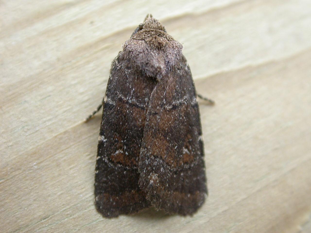 Charanyca ferruginea