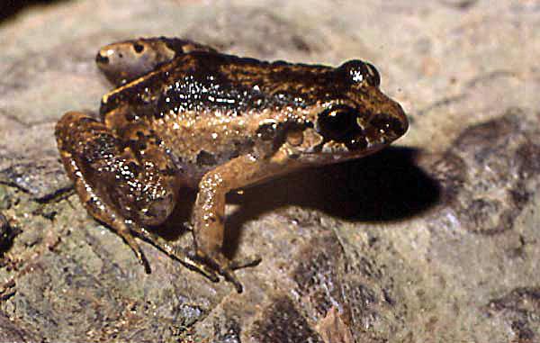 Cochakvittergroda