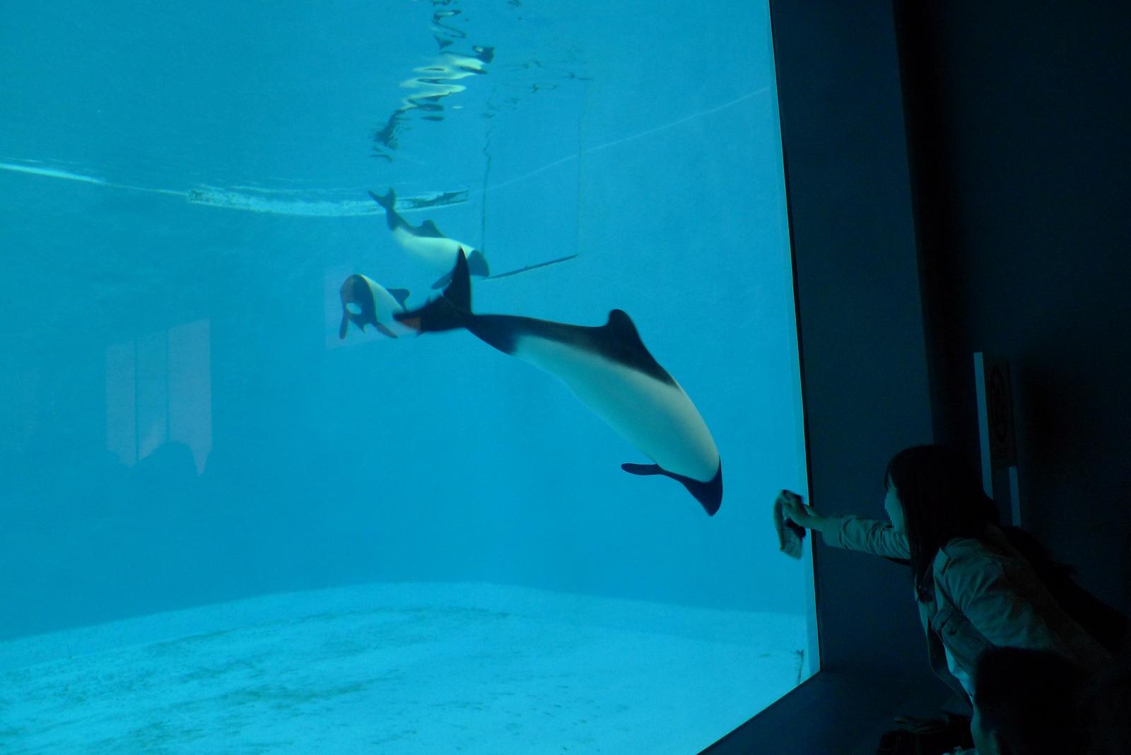 Commersons delfin