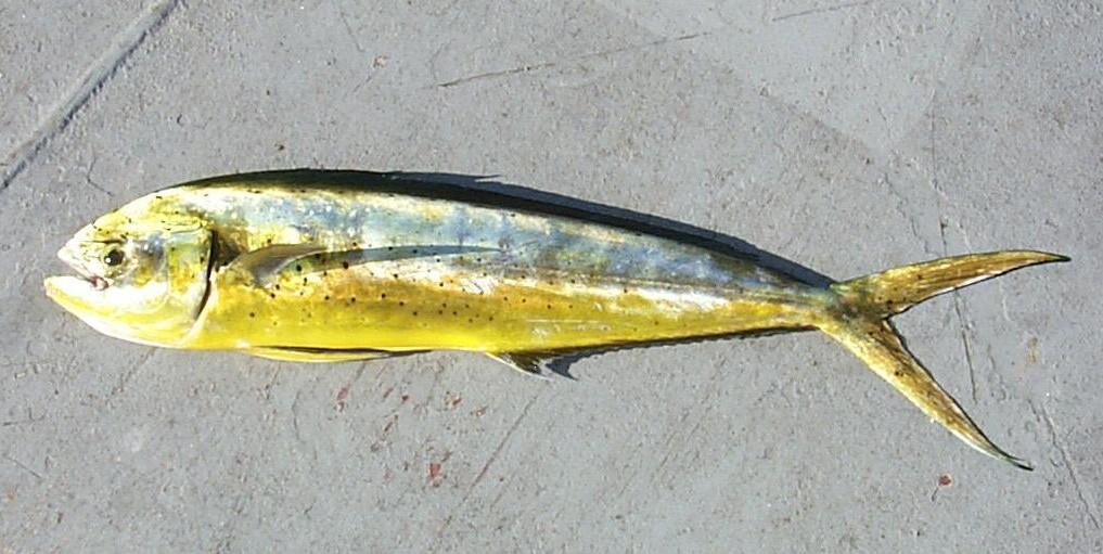 Dorado (Gulddelfin)