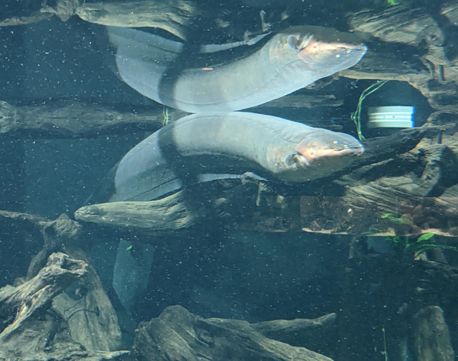 Elektrisk ål
