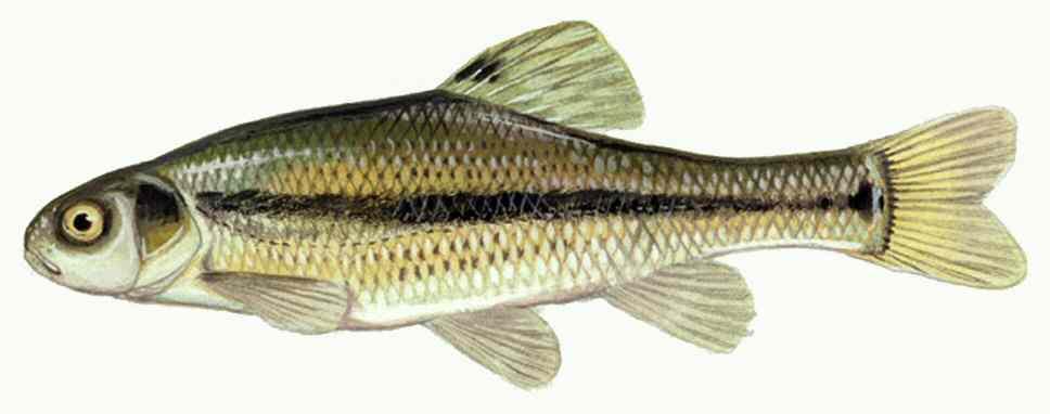 Fathead minnow / Rosy red