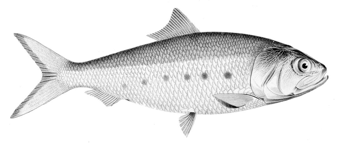 Fläckig skarpsill