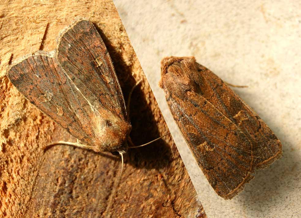 Fyrkantig jordfly