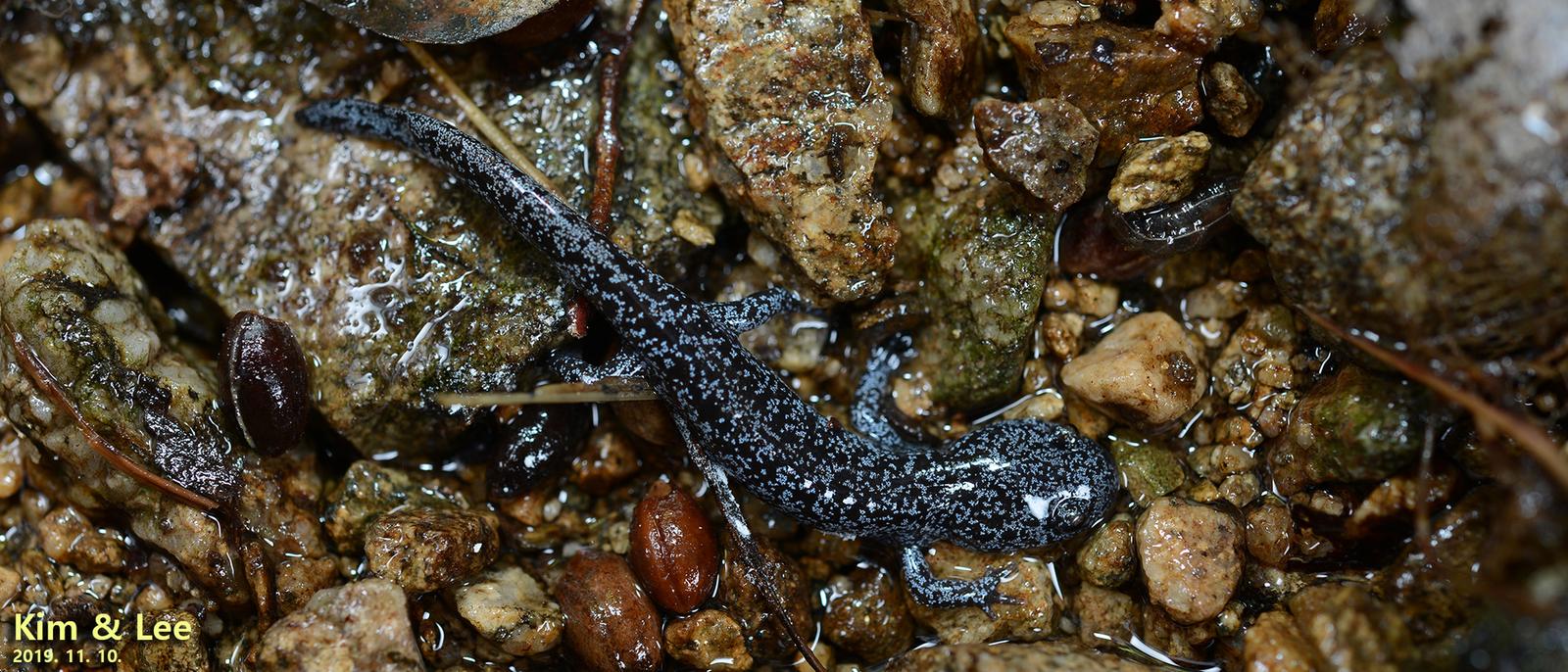 Gensansalamander