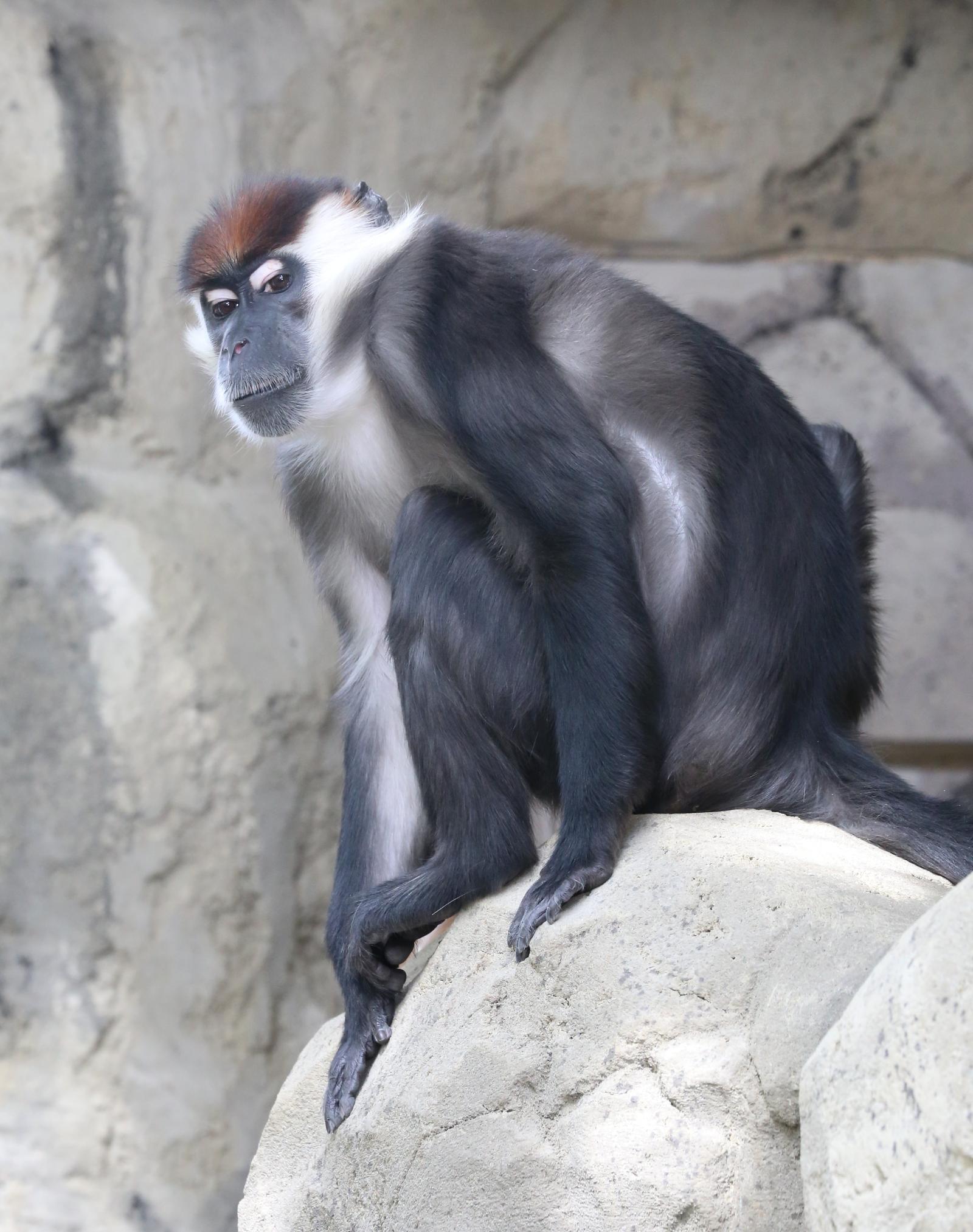 Halsbandsmangabey
