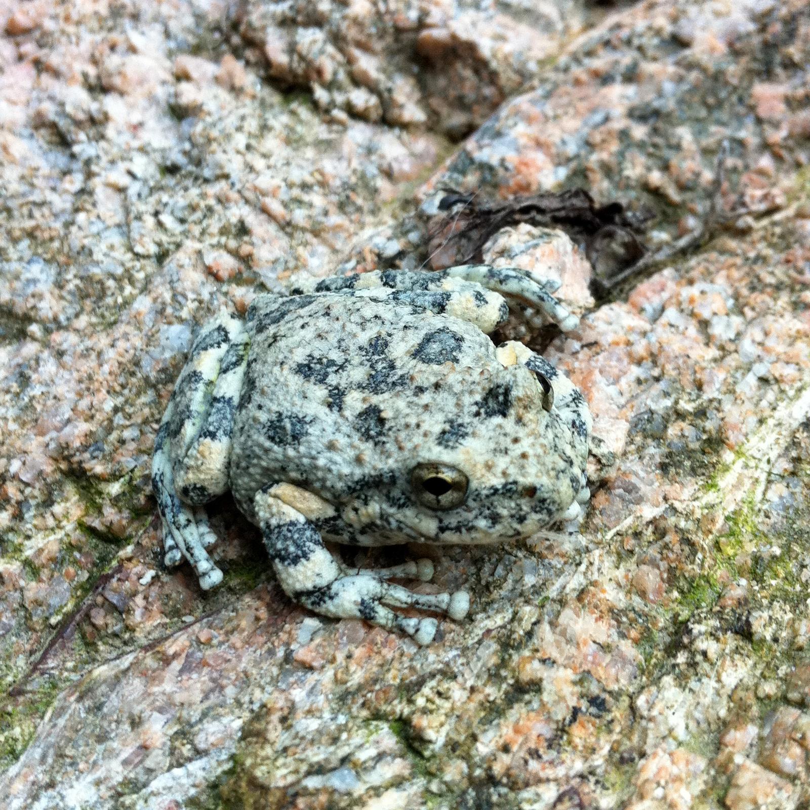 Kalifornisk klippgroda