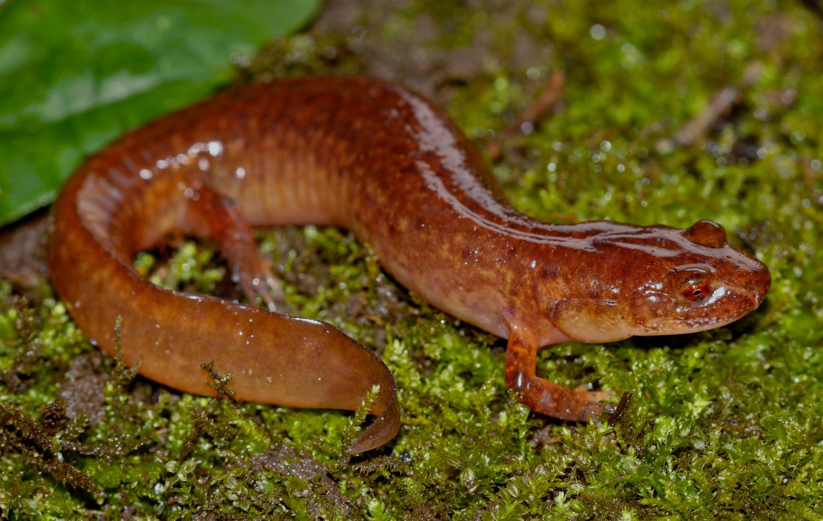Källsalamander