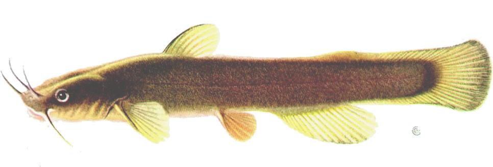 Kantdvärgmal