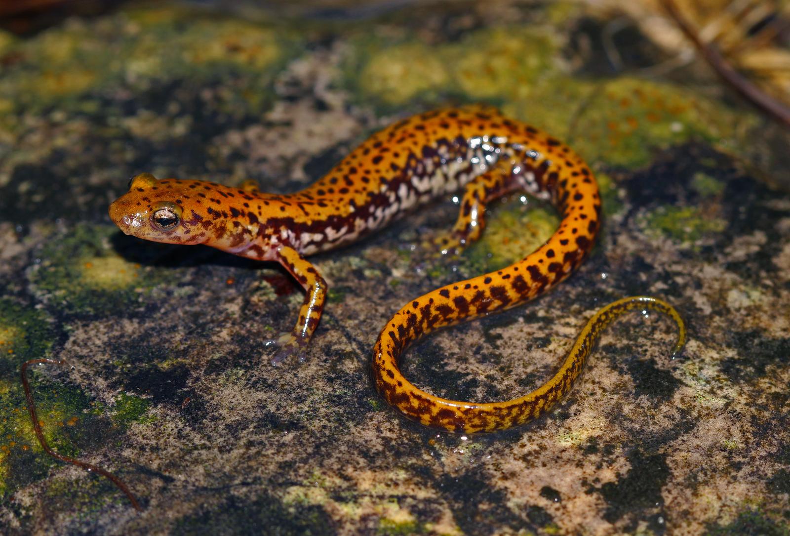 Långsvansad salamander
