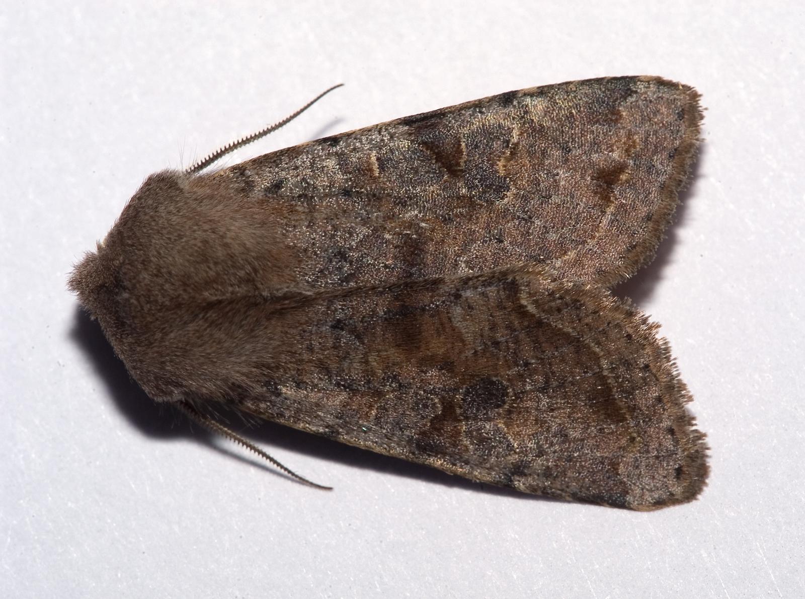 Clouded Drab