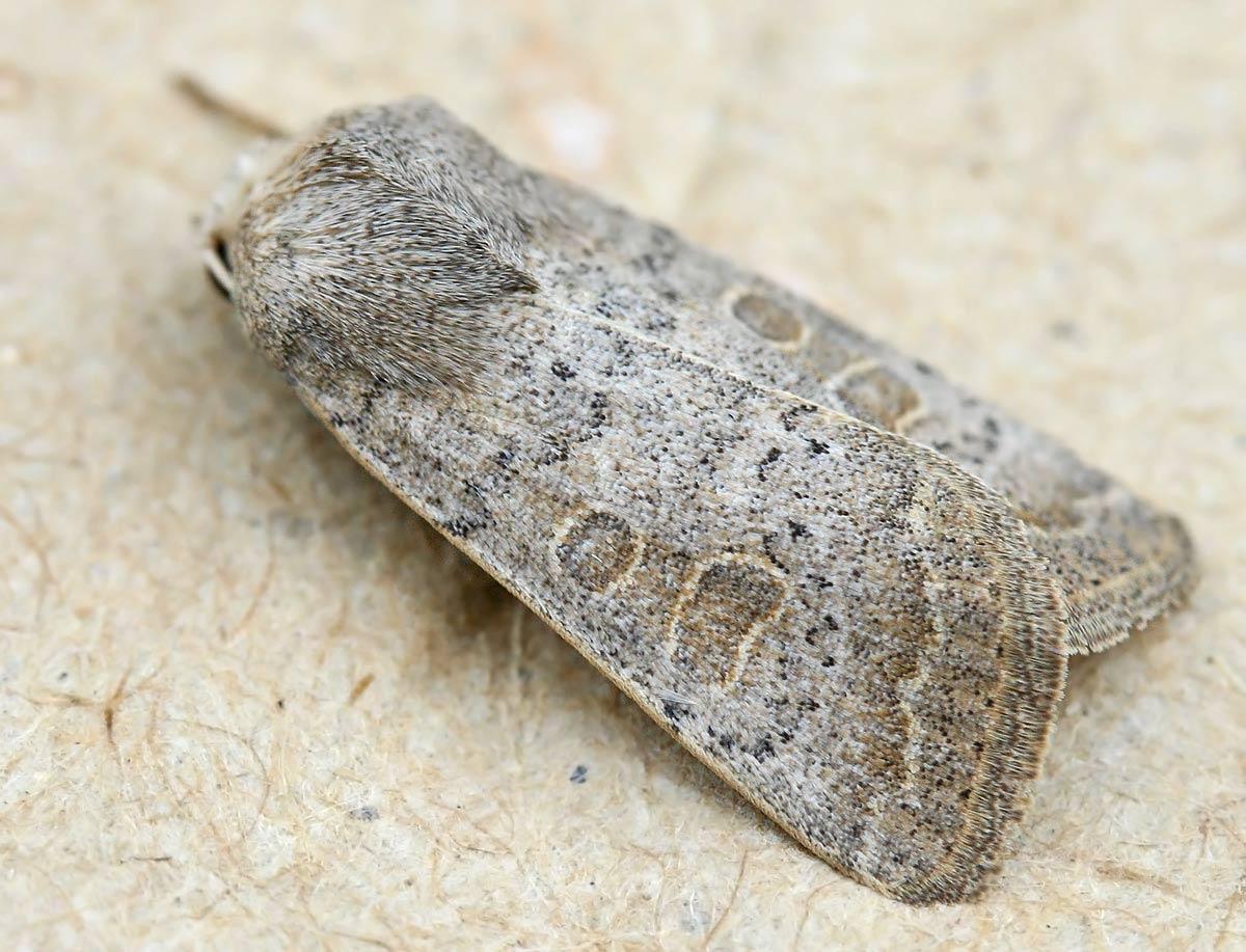Ljusbrun jordfly