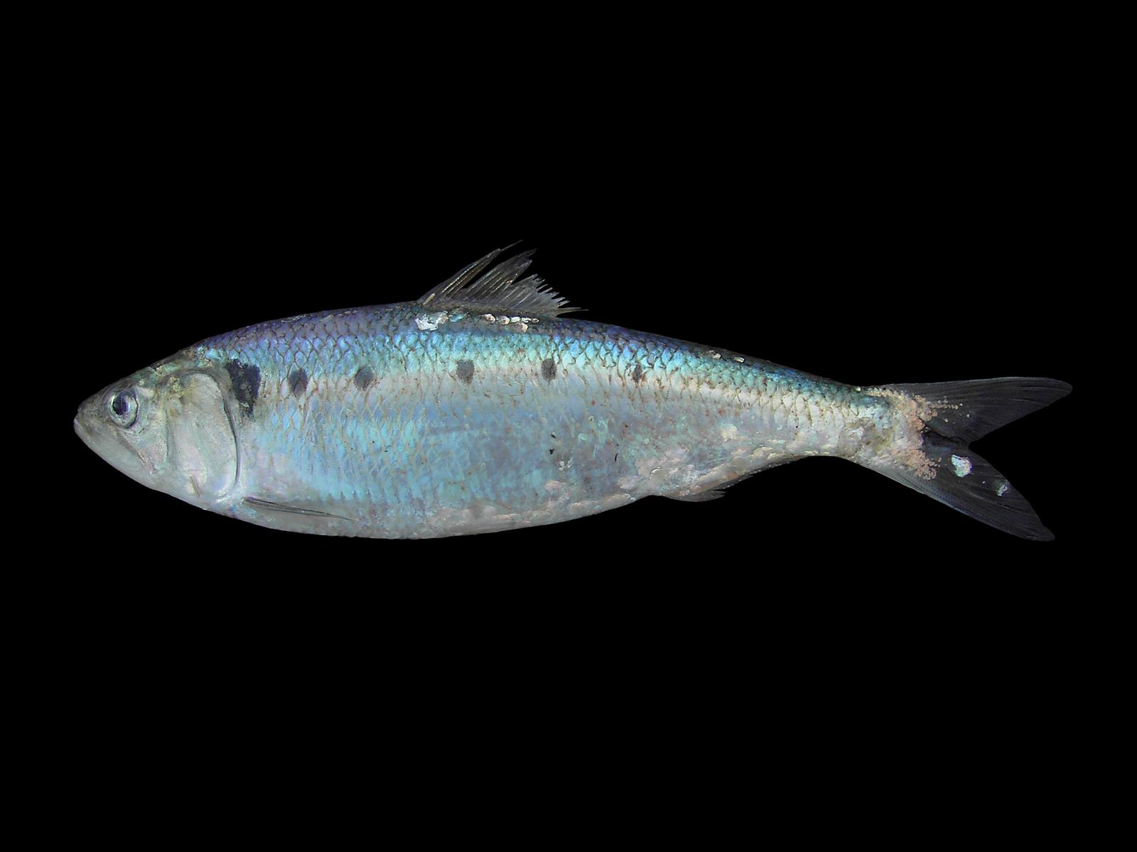 Majfisk