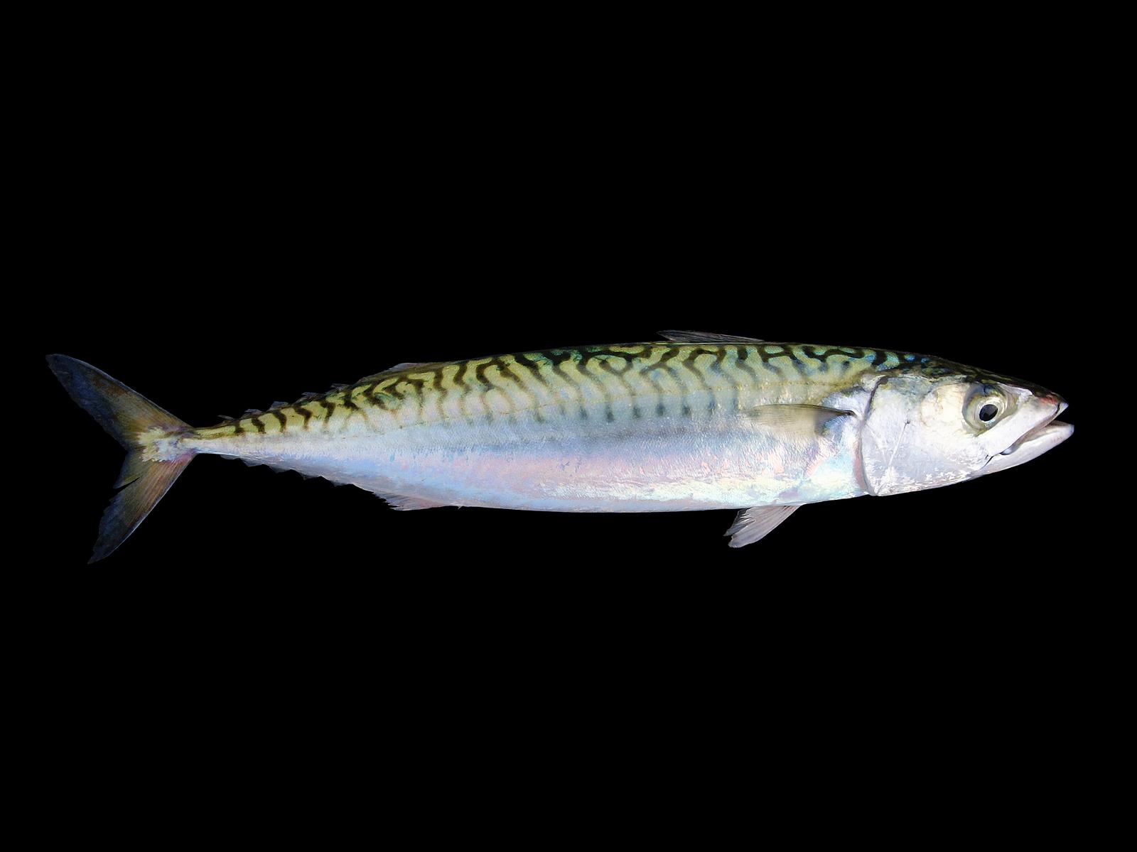 Makrill