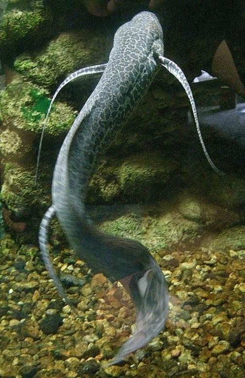 Marmorerad lungfisk