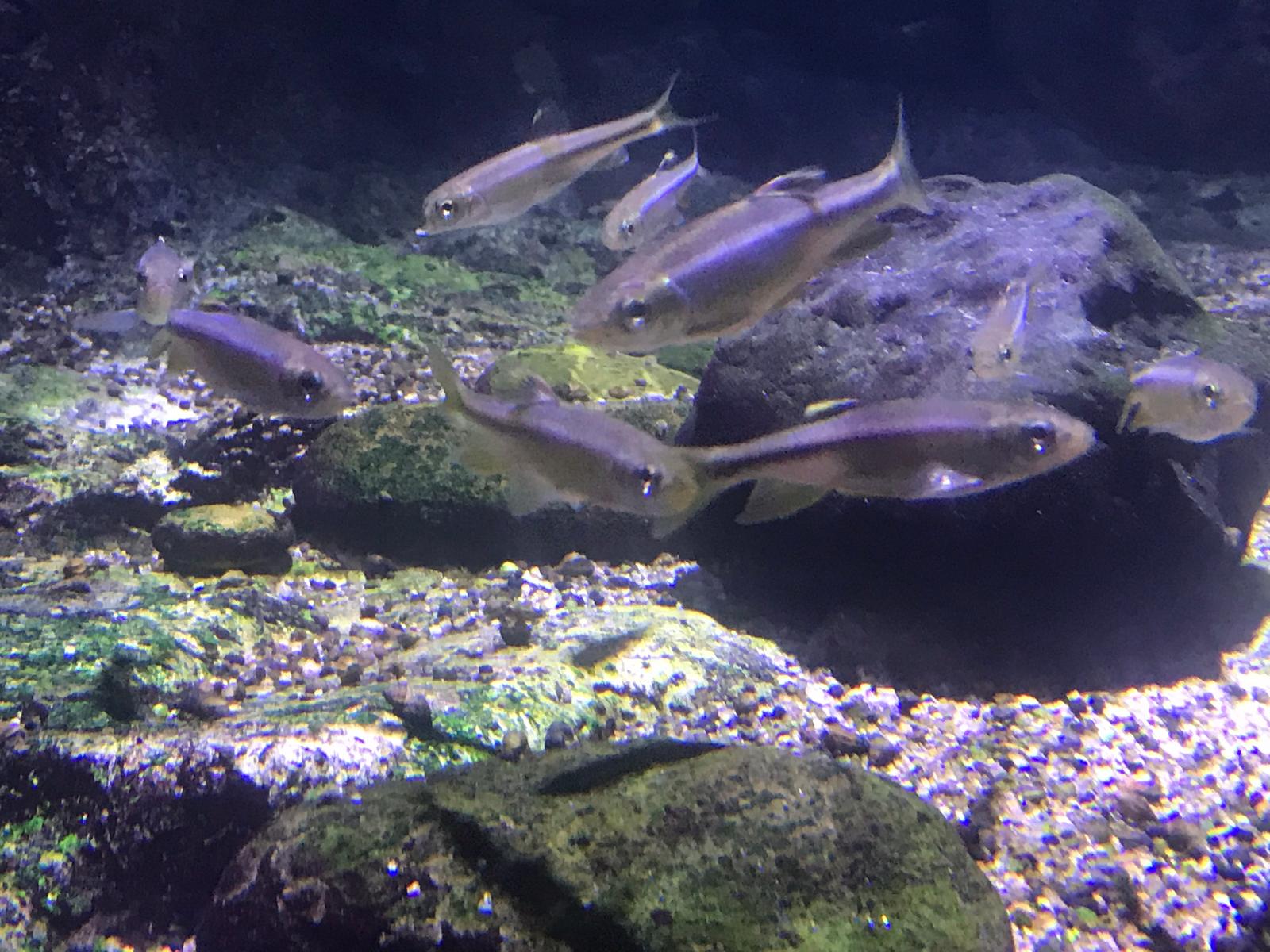 Nipponocypris koreanus