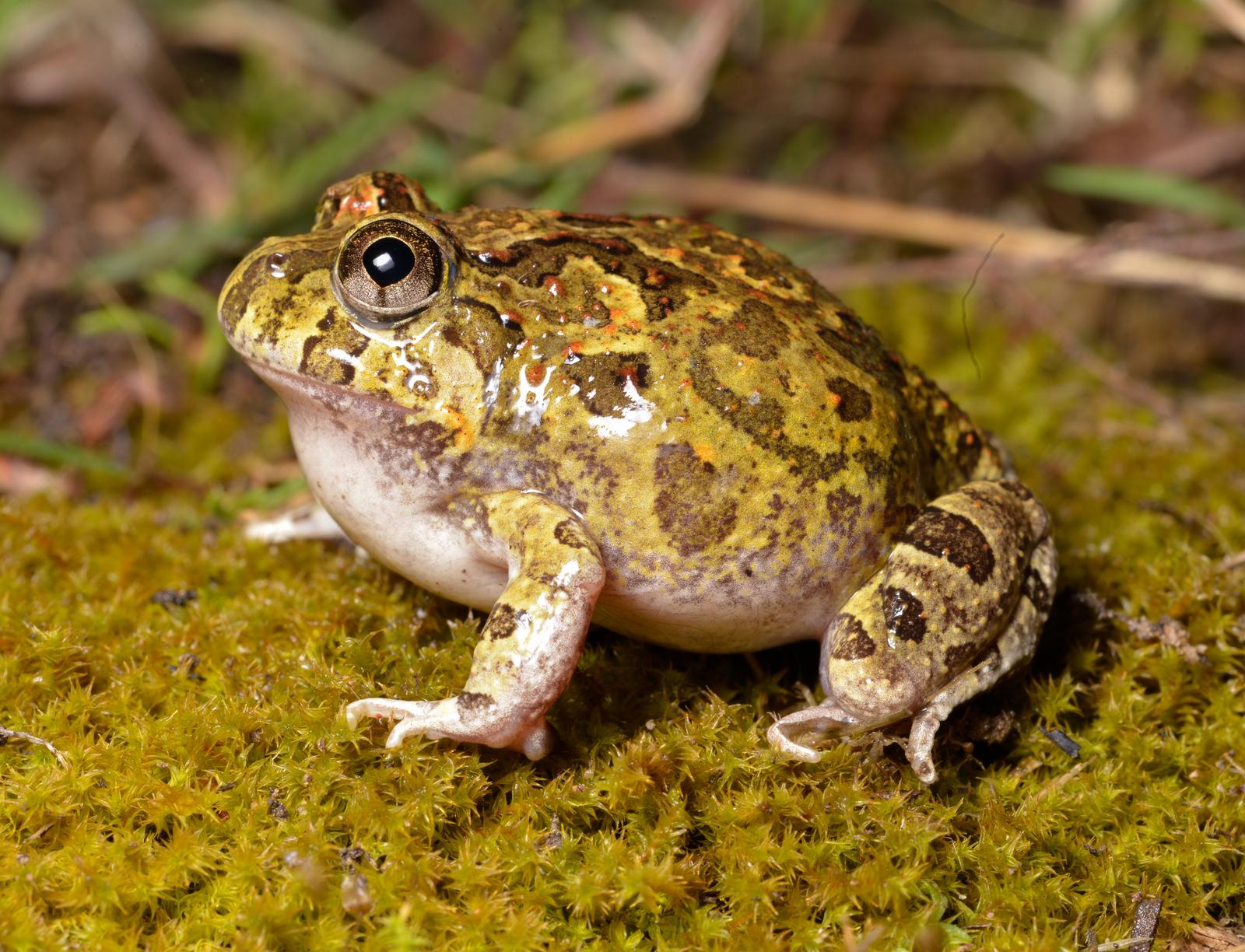 Ornamentgroda