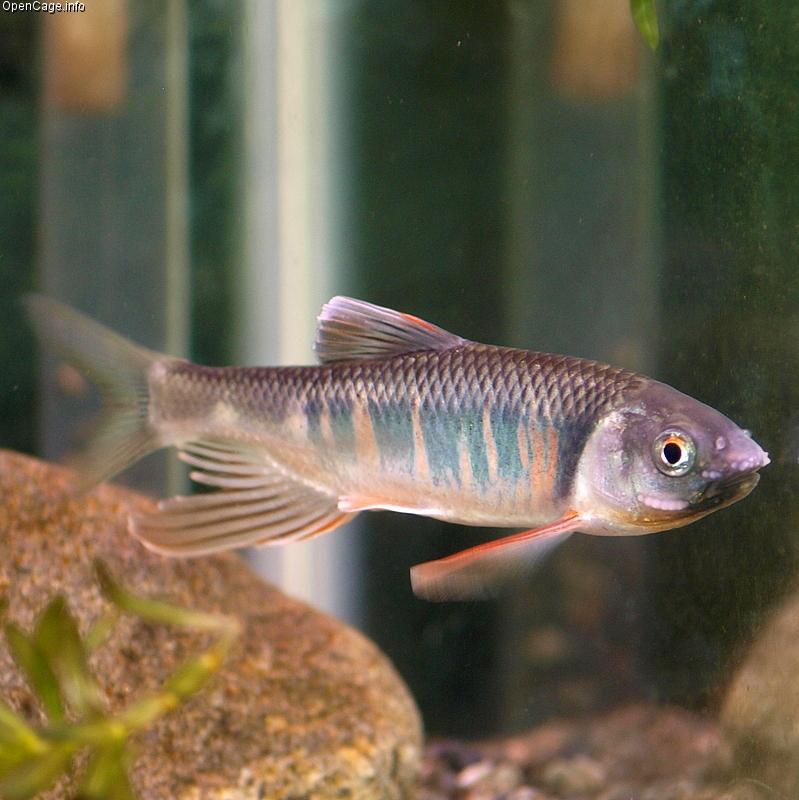 Pale chub