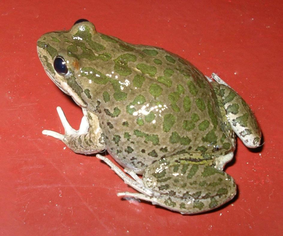 Prickig gräsgroda