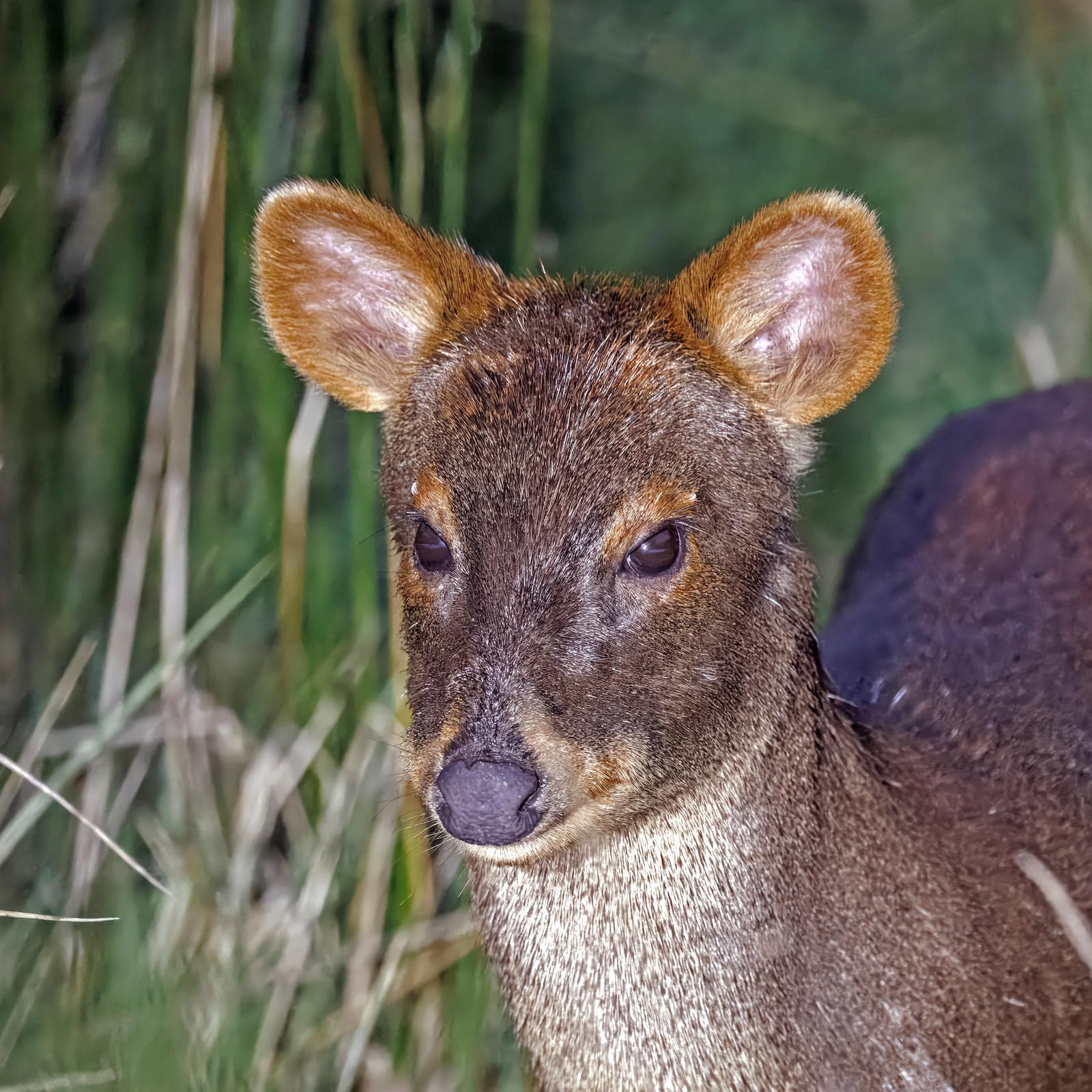 Pudú