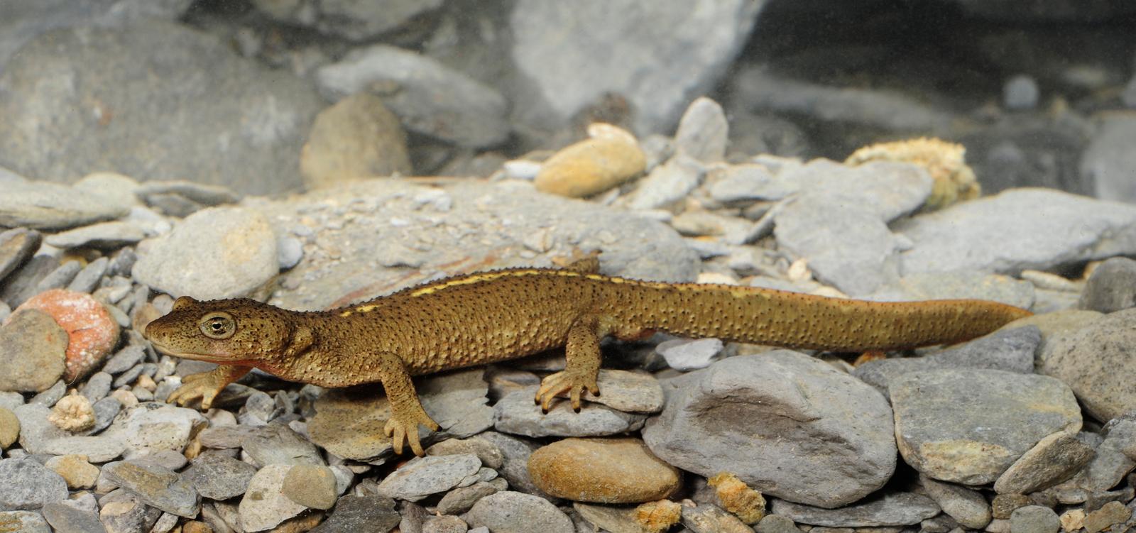 Pyrenésalamander