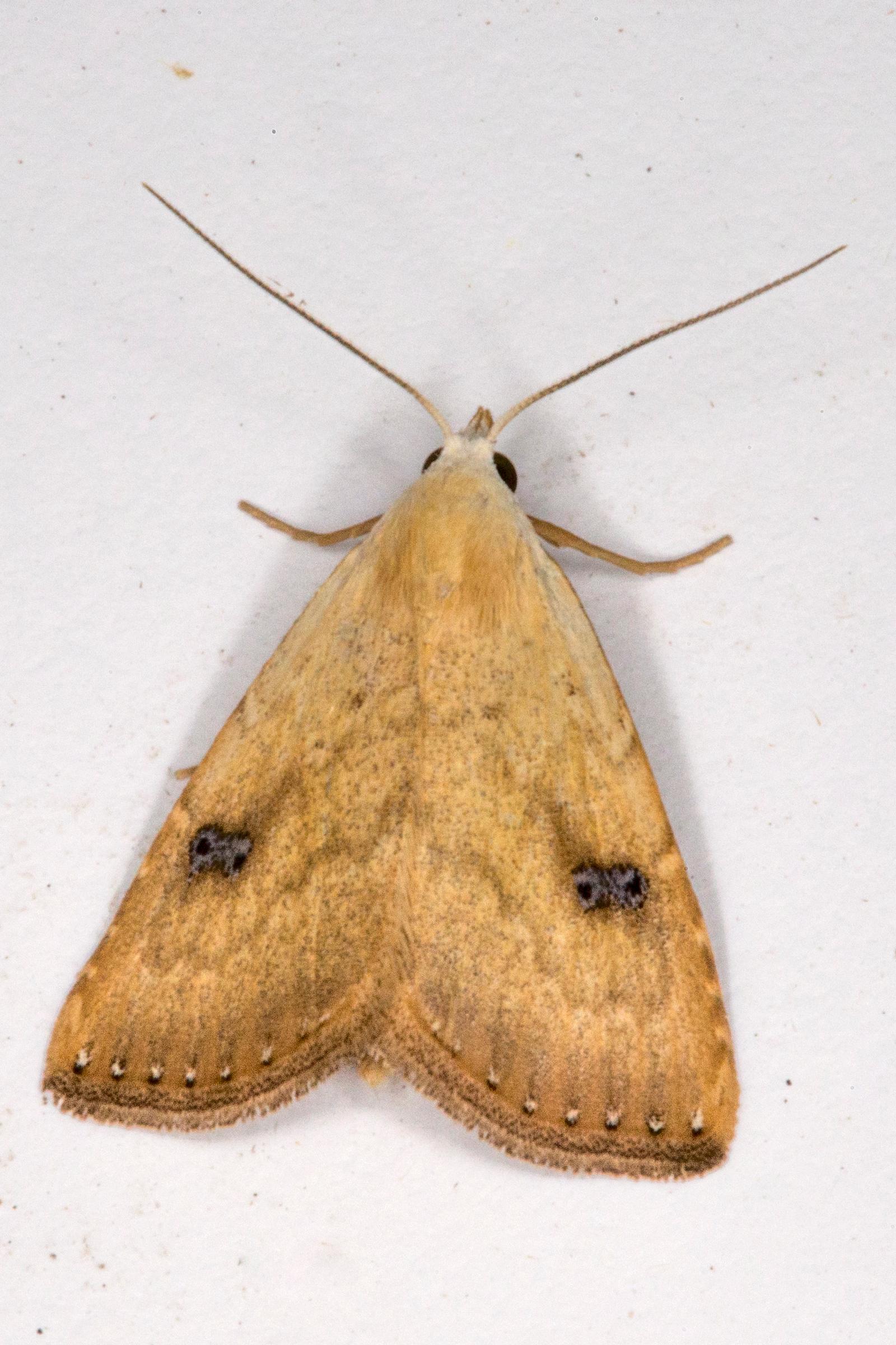Rivula sericealis