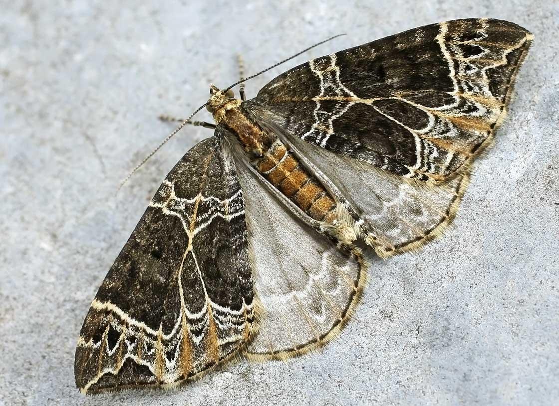 Rödbrun fältmätare