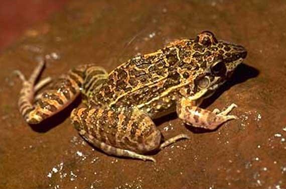 Rödbrungröda (Leptodactylus fuscus)