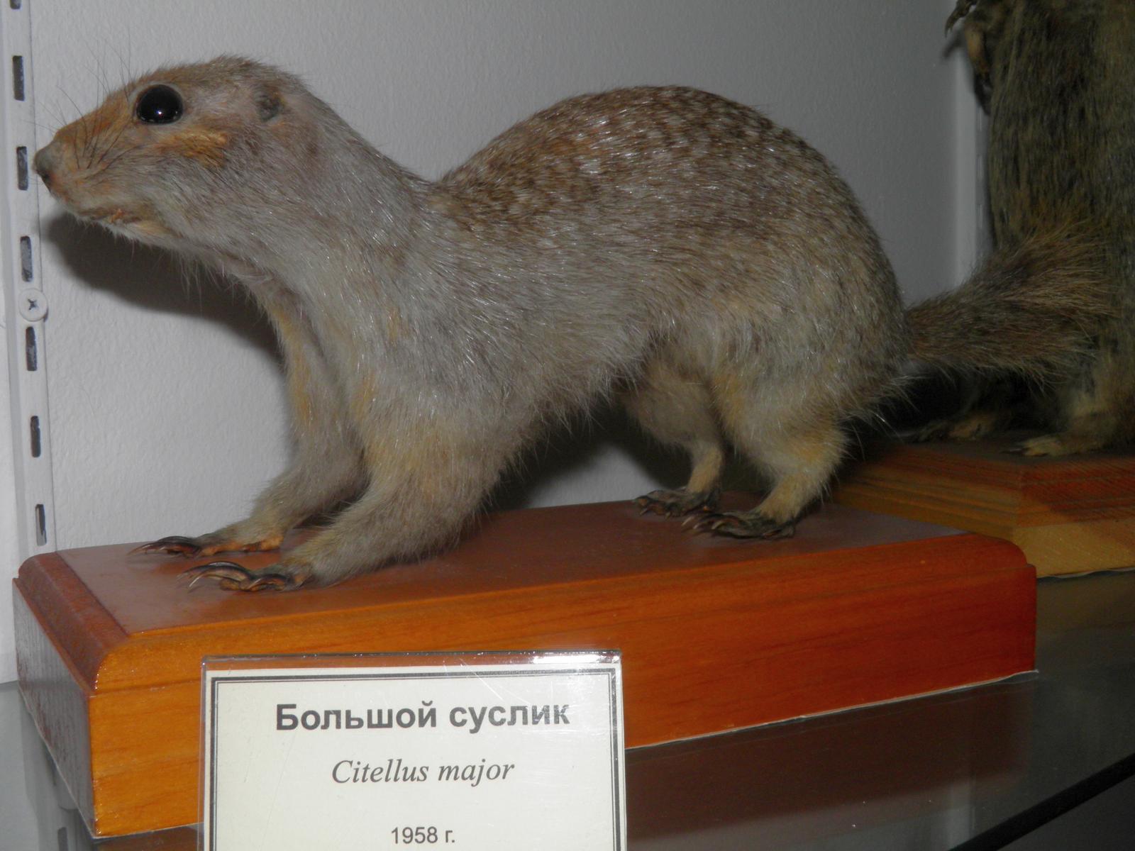 Rödgul suslik