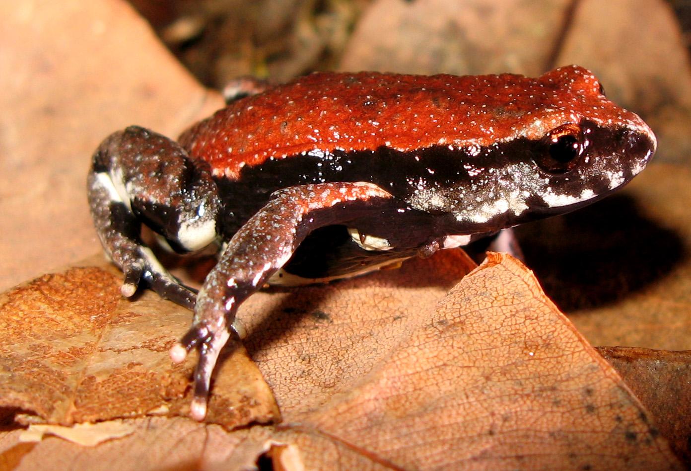 Rödryggsgroda