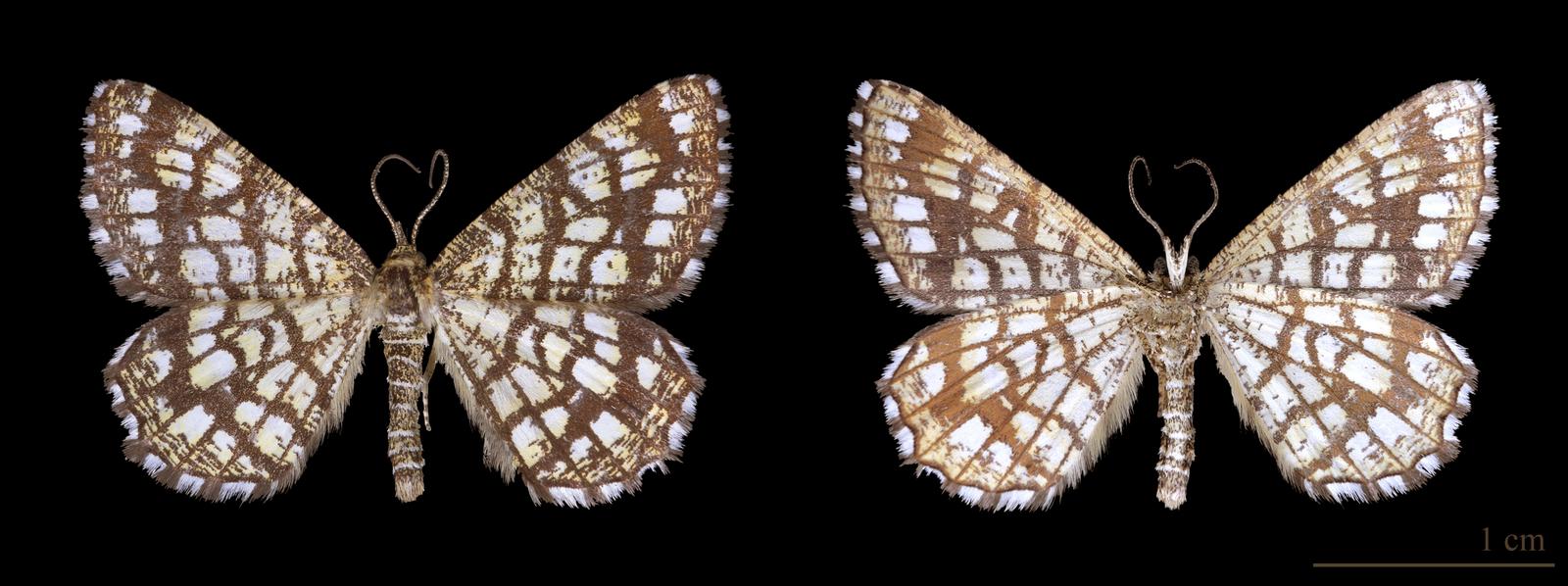 Rutmätare