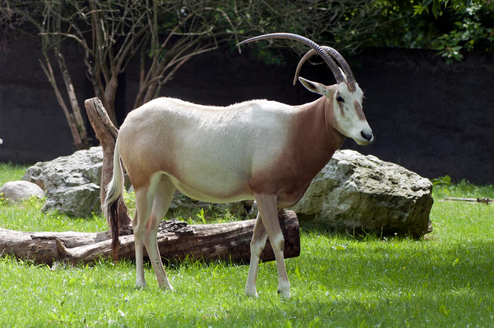 Sabelhornsoryx