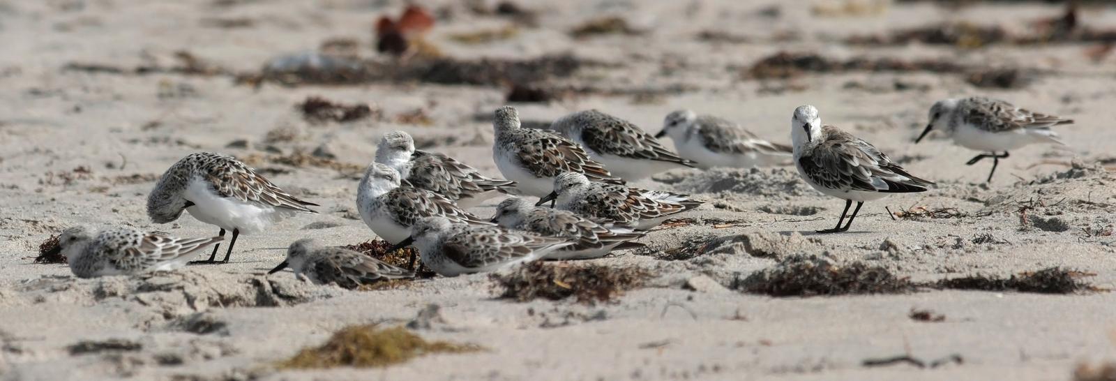 Sanderling