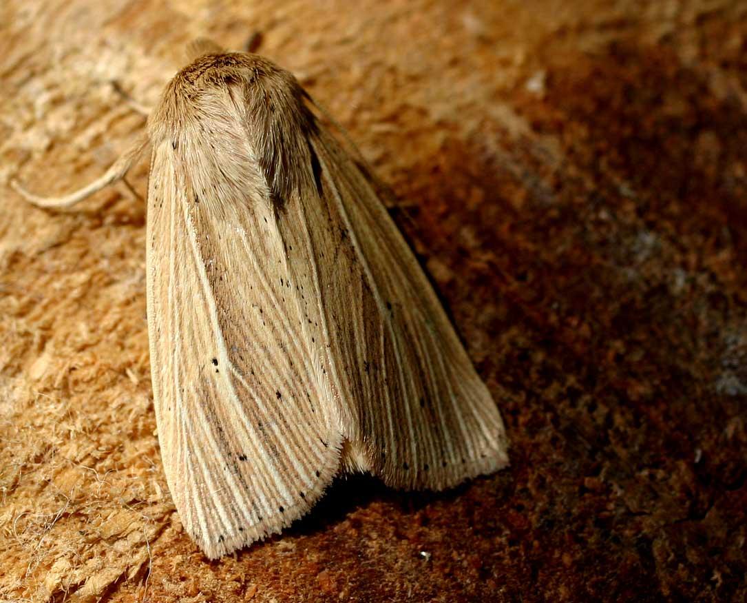Gråbrun gressfly