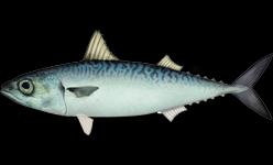Spansk makrill