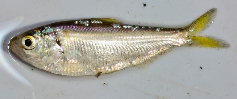 Trådfenad shad