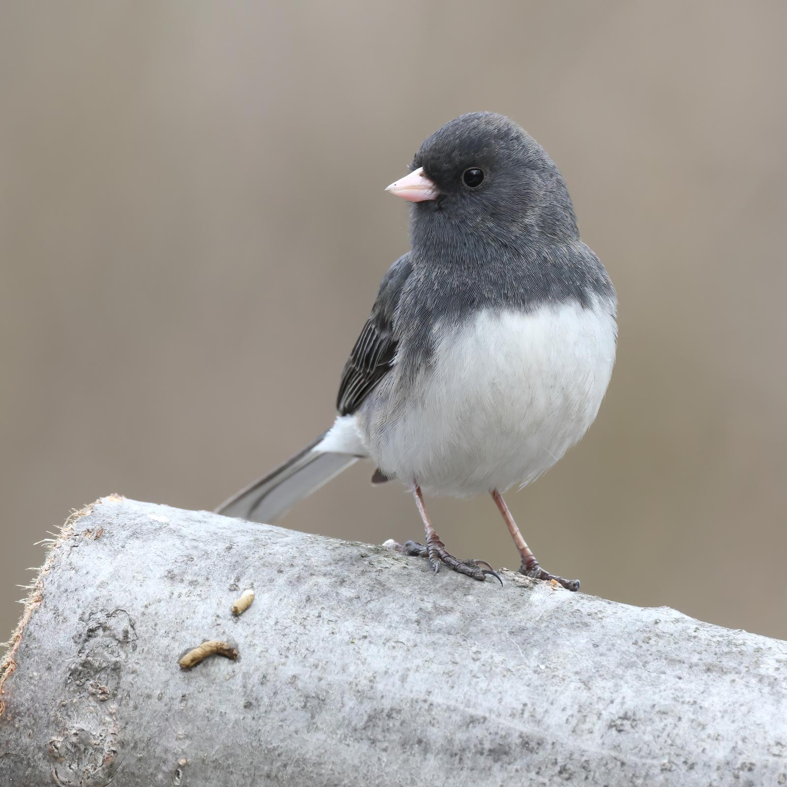 Vinterjunco