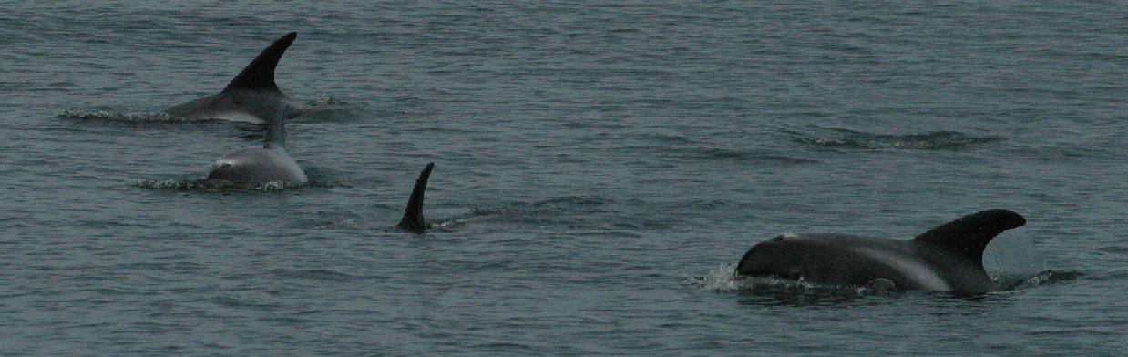 Vitnosdelfin