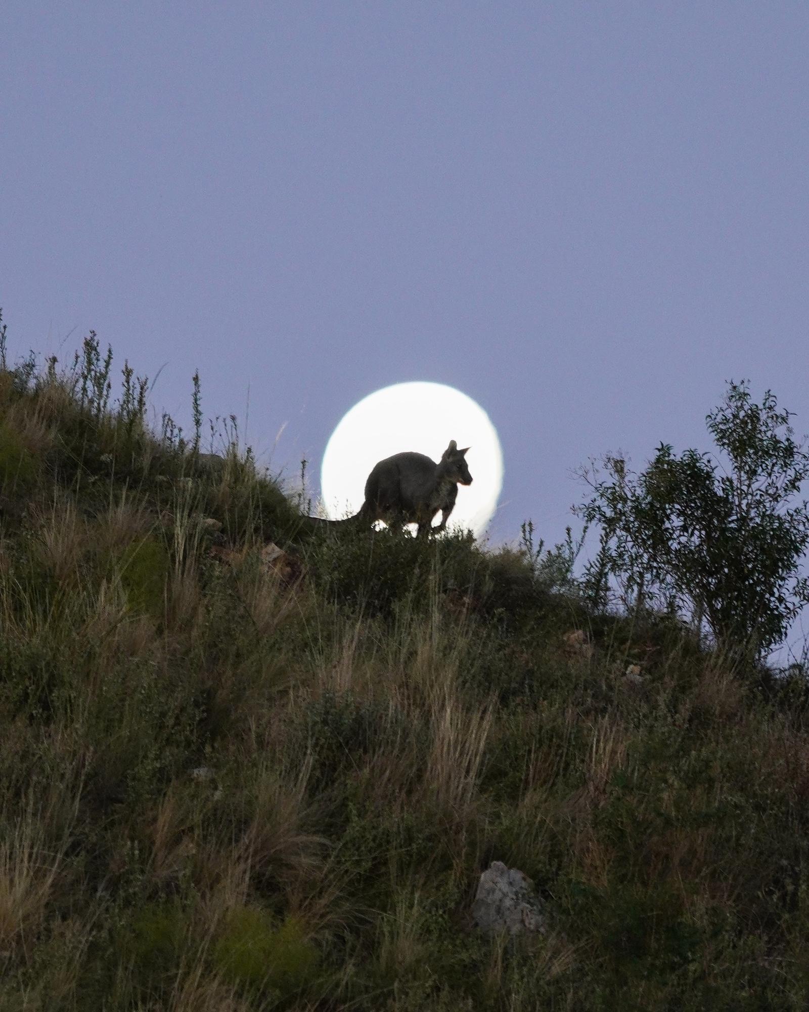 Wallaroo